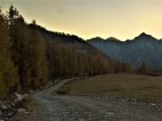 94 Filare di larici colorati d'autunno